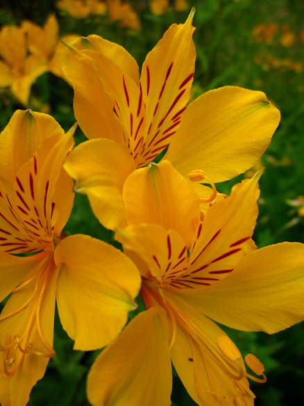 Para mí, una de las cosas que más que trae gozo es la naturaleza, y la belleza única de las flores