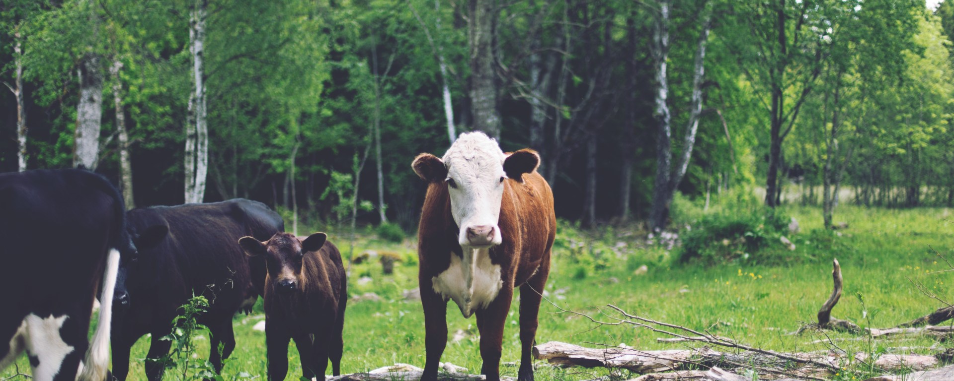 Paleo y sustentabilidad: Cómo el elegir tus carnes y pescados sabiamente es cuidar el planeta