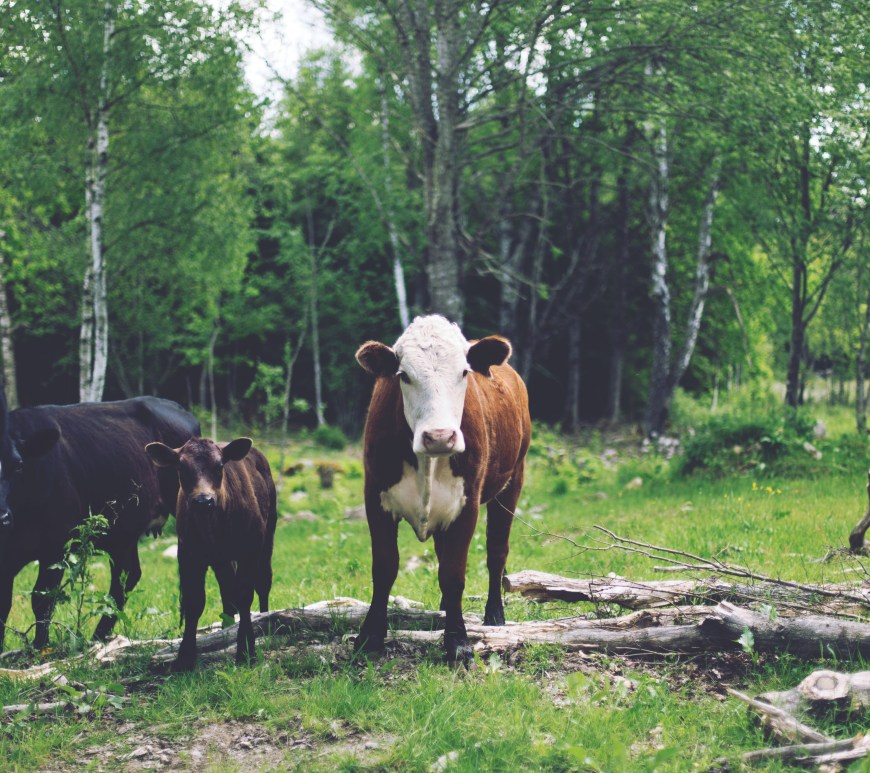Paleo y sustentabilidad: Cómo el elegir tus carnes y pescados sabiamente es cuidar el planeta