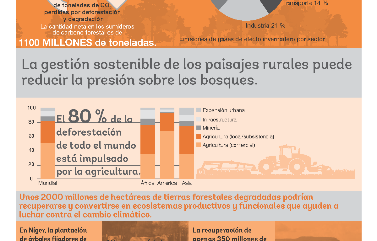 El importante papel de los bosques en desacelerar el cambio climático (