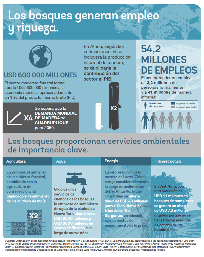 qué puedes hacer para cuidar la cobertura arbórea del planeta