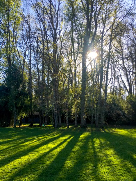 el importante papel de los bosques en desacelerar el cambio climático